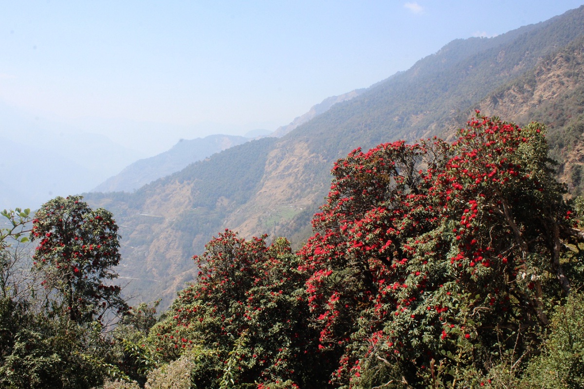 गुराँस फुलेर रङ्गीए जङ्गल